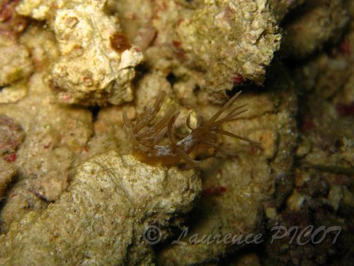 Phyllodesmium colemani.JPG - Philippines - les Visayas